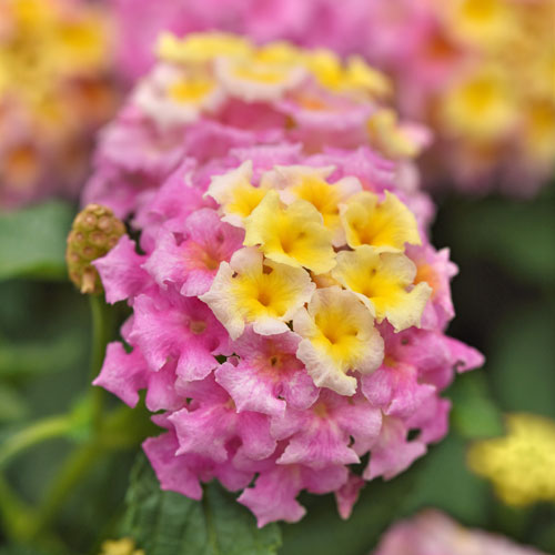 Shamrock&trade; Lavender Lantana