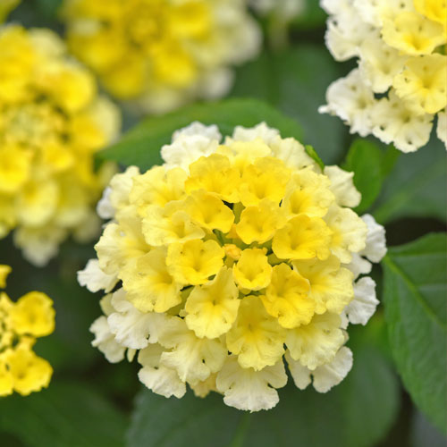 Shamrock&trade; Lemon Glow Lantana