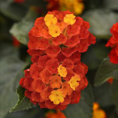 Shamrock&trade; Red Lantana