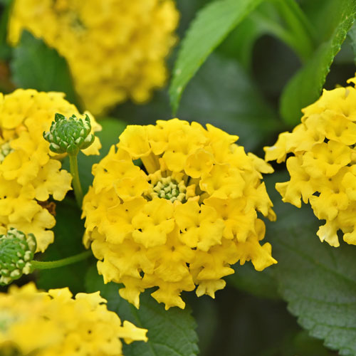 Shamrock&trade; Yellow Lantana