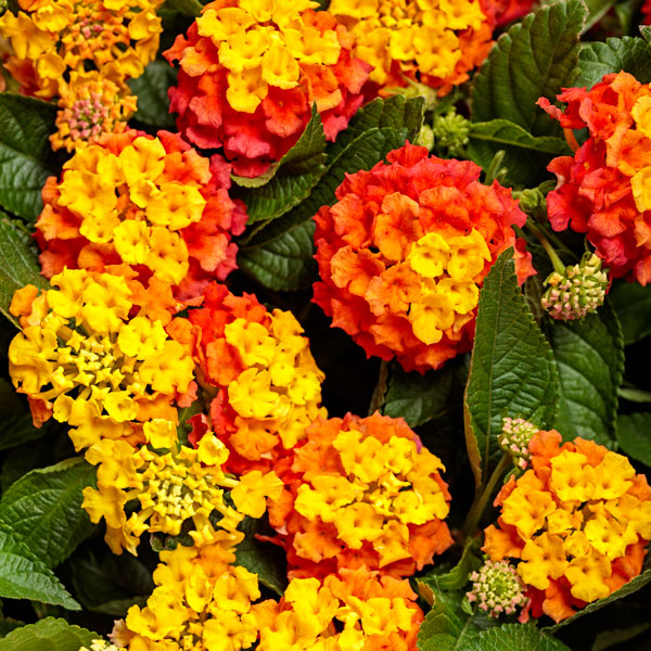 Luscious® Basket Tangleglow® Lantana