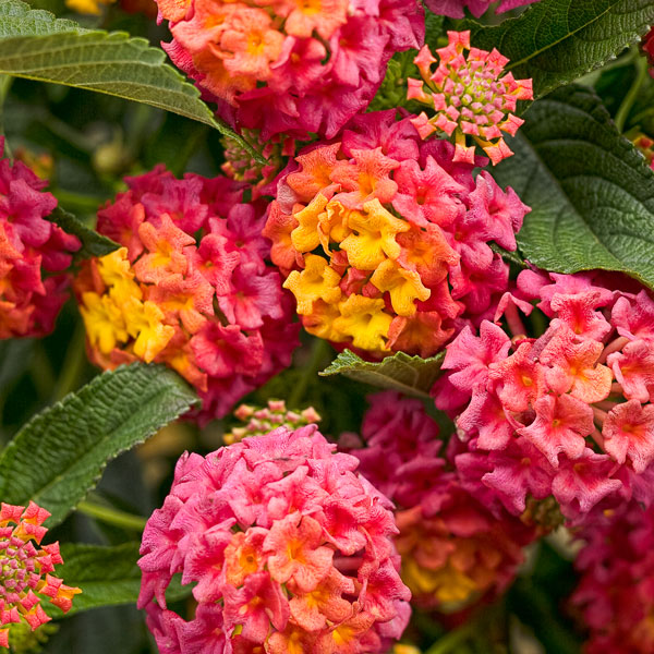 Luscious® Berry Blend™ Lantana