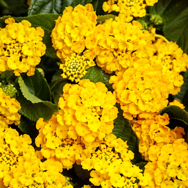 Luscious® Royale Lemon Tart™ Lantana