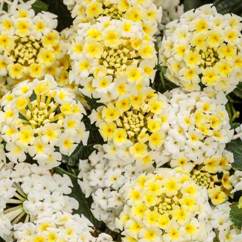 Luscious&reg; Vanilla Breeze&trade; Lantana