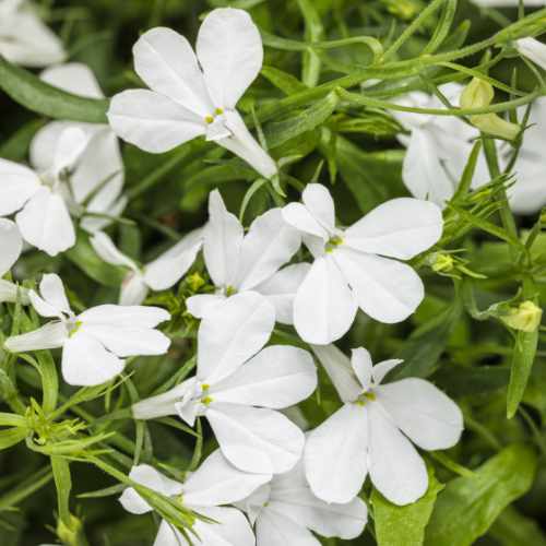 Laguna&reg; Cloud White&trade; Lobelia