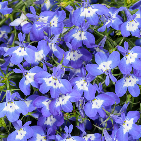 Laguna® Royale Blue Pearl Lobelia