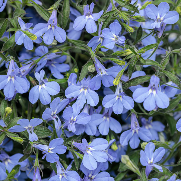 Laguna® Sky Blue Lobelia