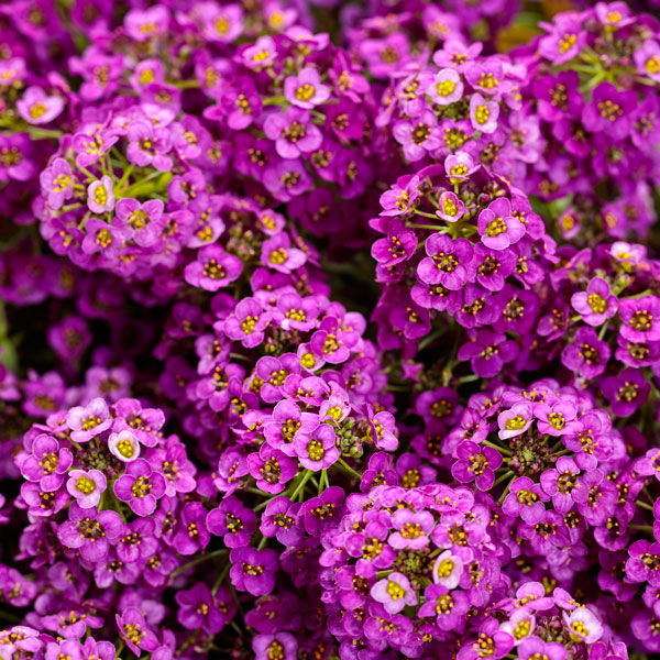Violet Knight® Sweet Alyssum