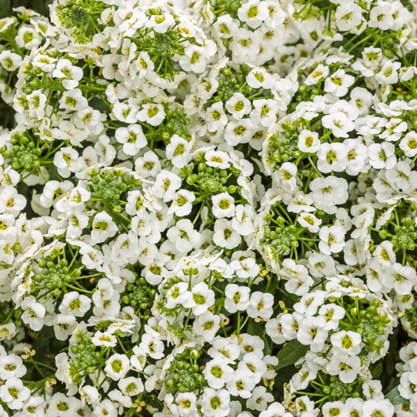 White Knight® Sweet Alyssum