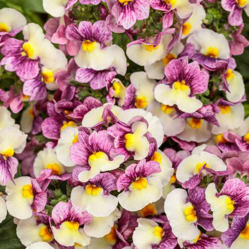 Aromance&reg; Plum Honey Nemesia