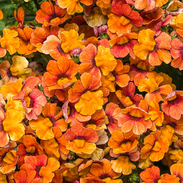 Sunsatia® Blood Orange™ Nemesia