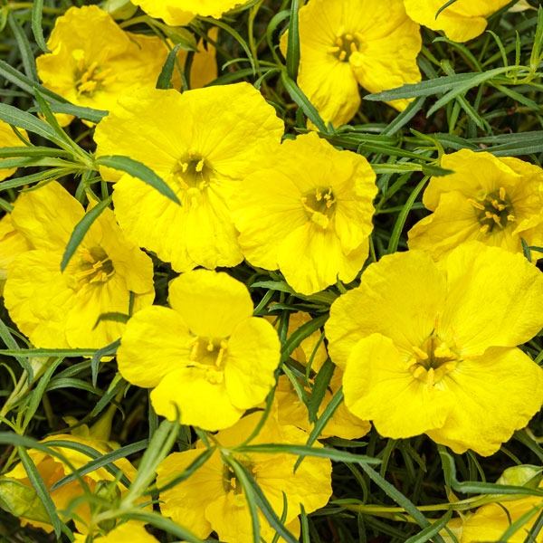 Superlophus™ Sunglow Texas Primrose