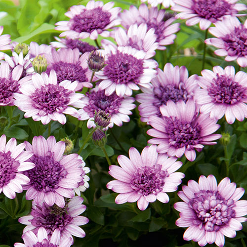 4D™ Dark Violet White Osteospermum