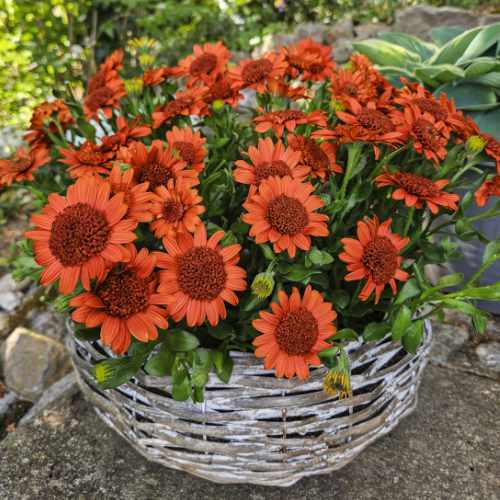 4D&trade; Orange Osteospermum