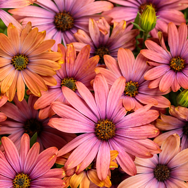 Bright Lights™ Horizon™ Sunset African Daisy