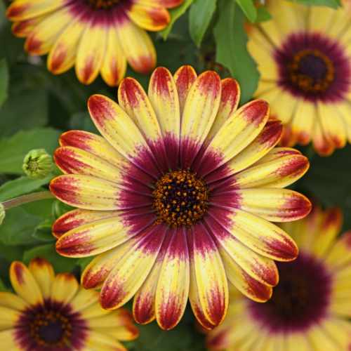 Sunset Glow Osteospermum