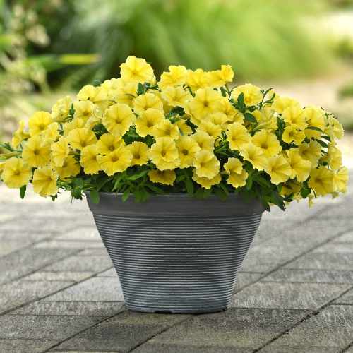 CitraNova&trade; Limone Petchoa