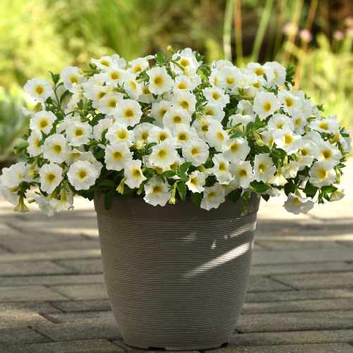 CitraNova&trade; Lemon Zest Petchoa
