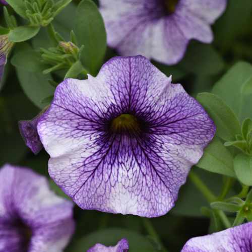 EnViva&trade; Blue Vein Petchoa