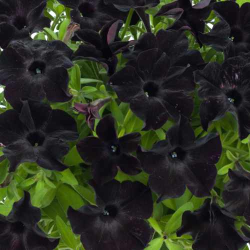 Black Ray&trade; Petunia