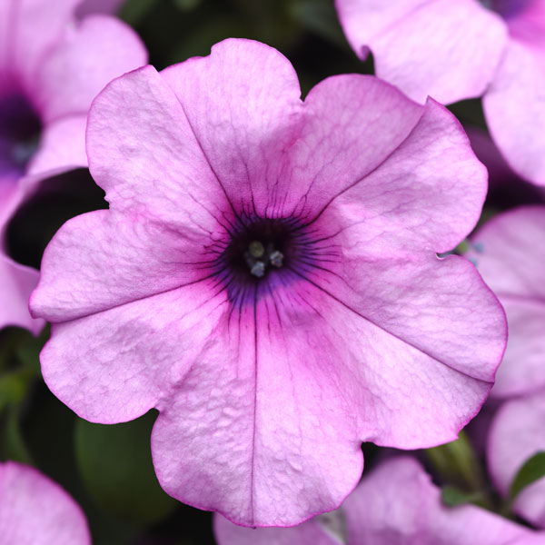 Headliner™ Crystal Pink Petunia