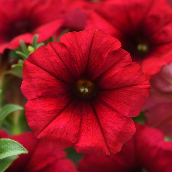 Headliner™ Crimson Petunia