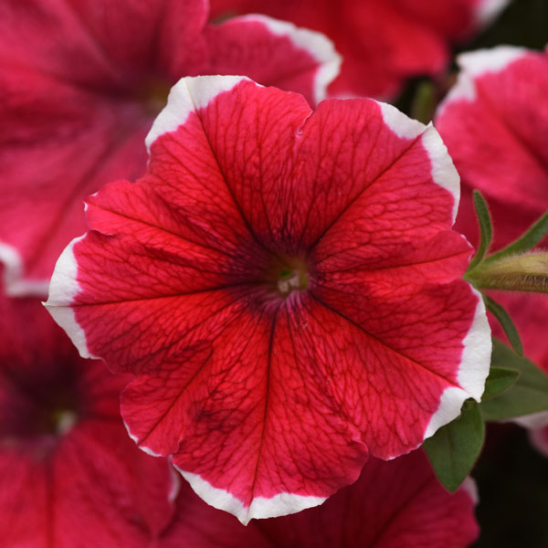 Headliner™ Strawberry Picotee Petunia