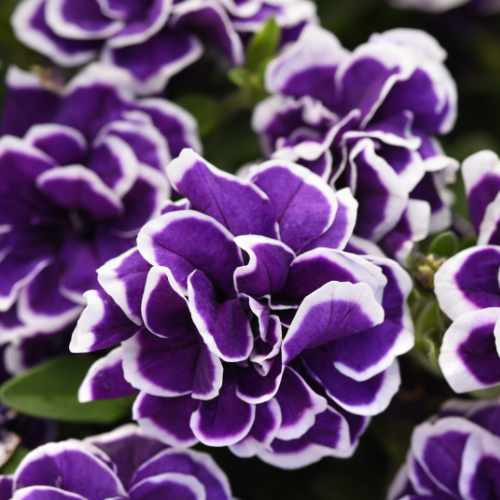 Jewel Frosted Sapphire Petunia