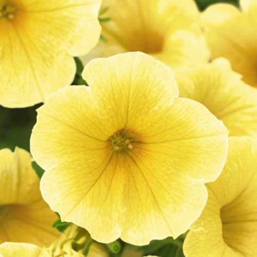 NewBee Petunia