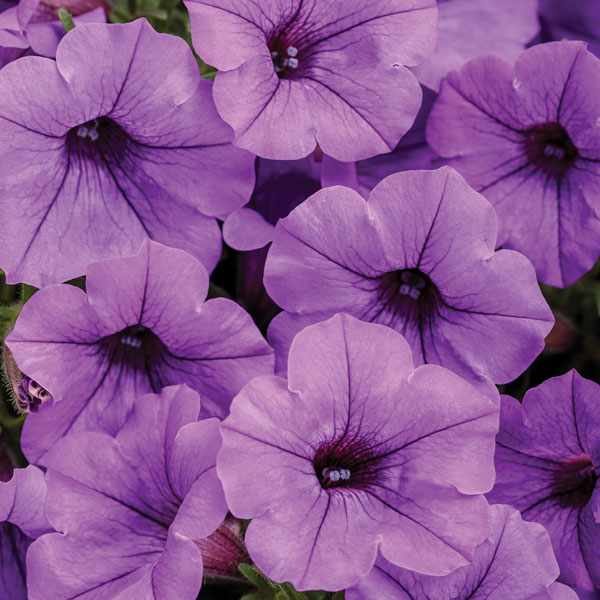 Supertunia Mini Vista® Indigo Petunia