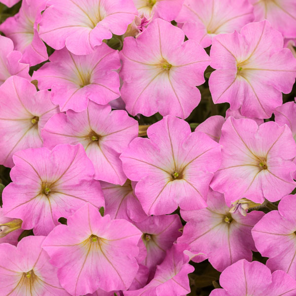 Supertunia Mini Vista® Pink Cloud™ Petunia