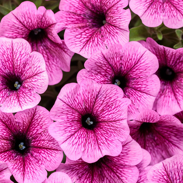 Supertunia Mini Vista® Plum Veined Petunia
