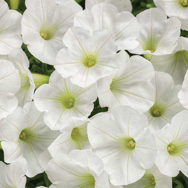 Supertunia Mini Vista® White Petunia
