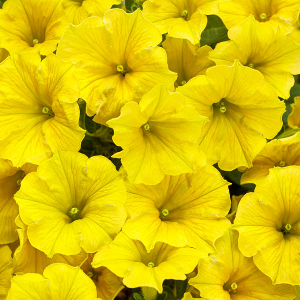 Supertunia Mini Vista® Yellow Petunia