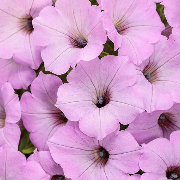 Supertunia Vista® Cool Jazz™ Petunia