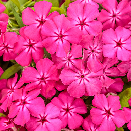 Southern Blaze™ Bright Pink Phlox