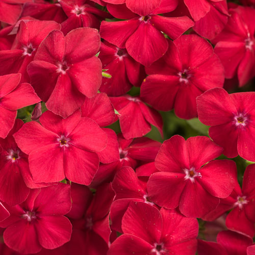 Southern Blaze™ Red Hot Phlox