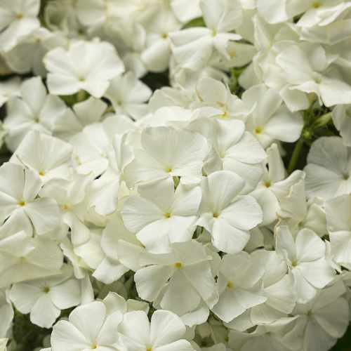 Southern Blaze&trade; White Phlox