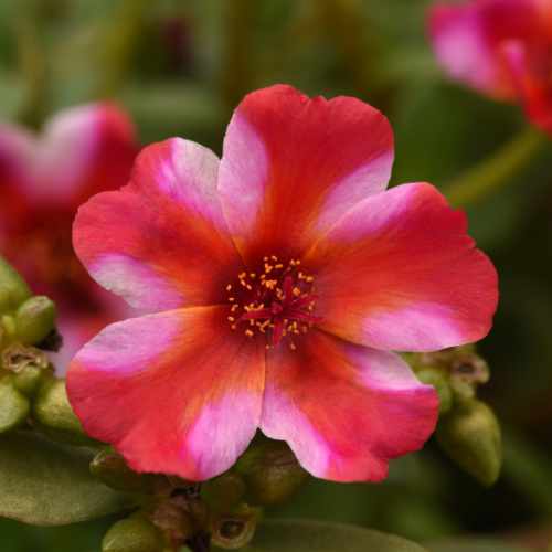 PortoGrande&trade; Frosted Strawberry Portulaca