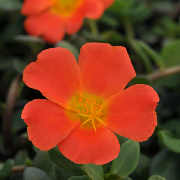 PortoGrande™ Orange Portulaca