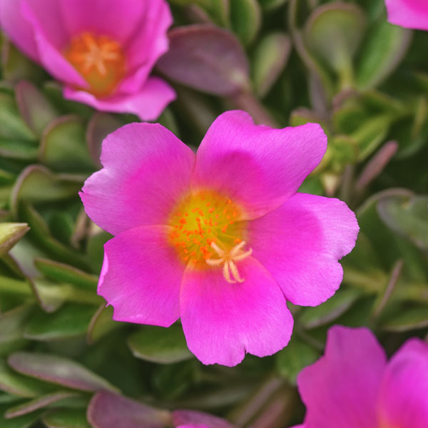 PortoGrande™ Pink Portulaca