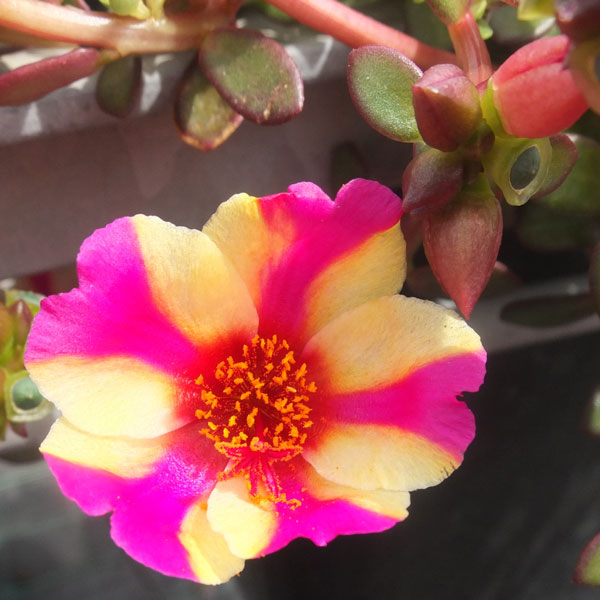 PortoGrande™ Raspberry Lemonade Portulaca