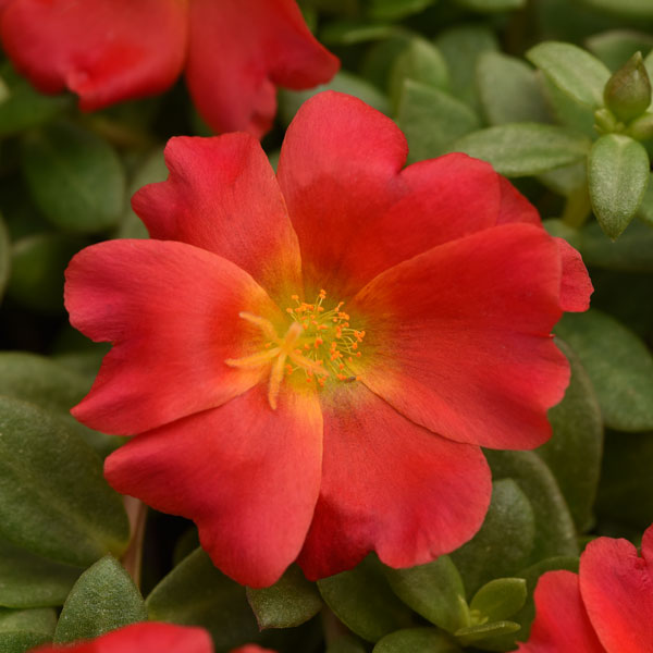 PortoGrande™ Red Portulaca