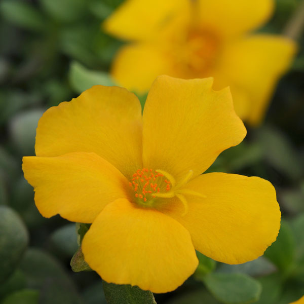 PortoGrande™ Yellow Portulaca