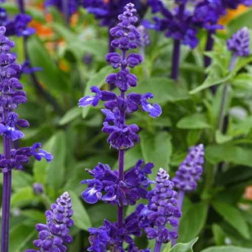 Mystical&trade; Blue Salvia