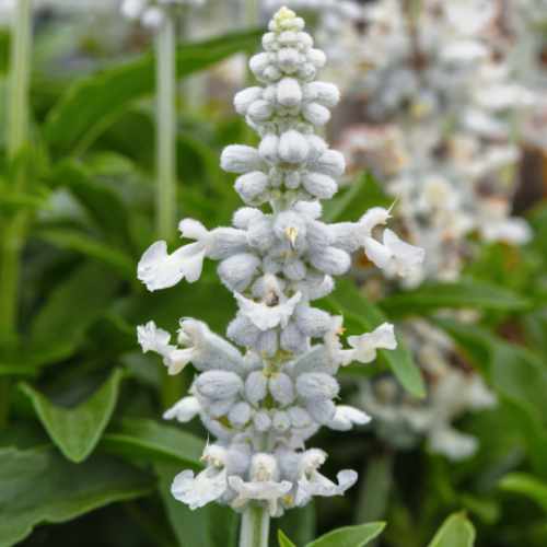 Mystical&trade; White Salvia