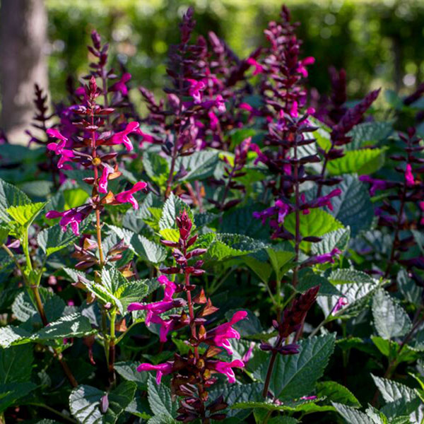 Rockin'® Fuchsia Salvia