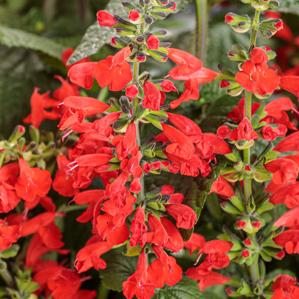 Unplugged® Red Scarlet Sage