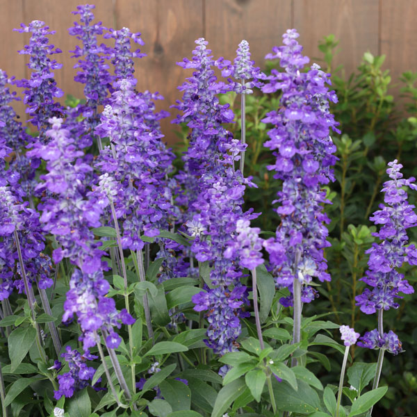 Unplugged® So Blue™ Mealycup Sage