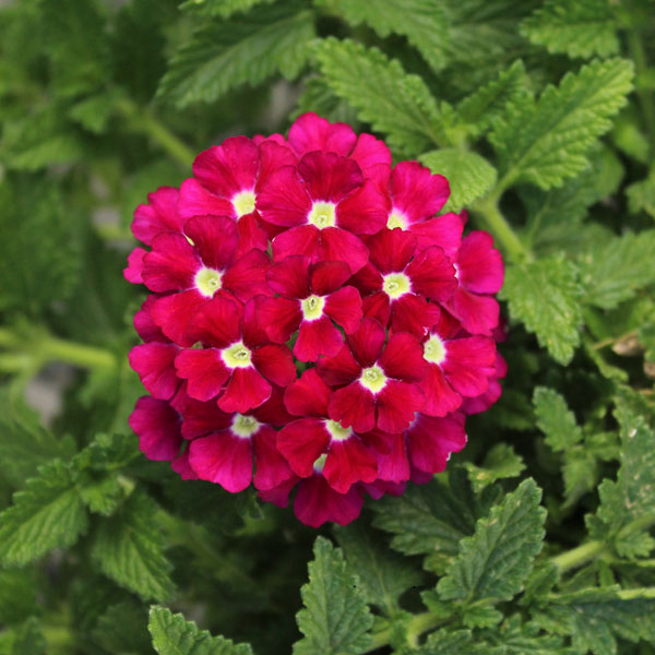 Firehouse™ Burgundy Verbena